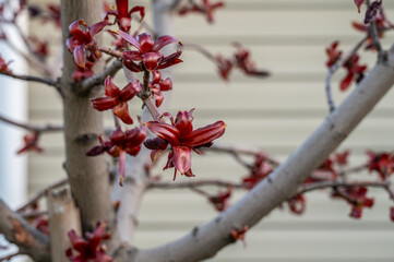 New spring growth of red maple leaves. Springtime background.