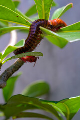 Milipede stuck among top of ornamental plants. Millipede creeps along a plant in a pot. Graphic Resources. Animal Themes. Animal Close Up. Macro Photography