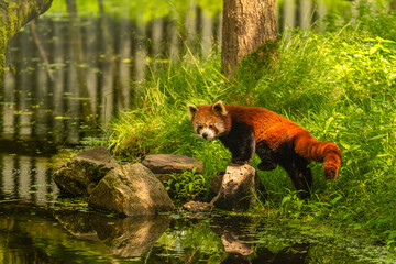 Red Panda in natural habitat