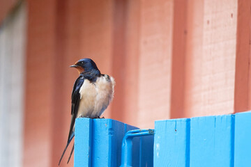 Hirondelle rustique - Hirundo rustica  ©  - Erick M - 