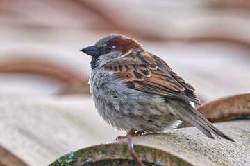 Moineau domestique - Passer domesticus
