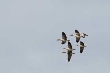 Oie cendrée - Anser anser - Anatidae - Anserinae.