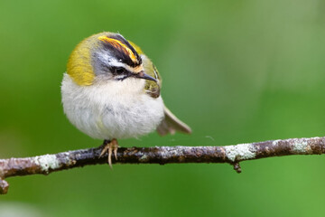 Roitelet triple-bandeau - Regulus ignicapilla - passériformes