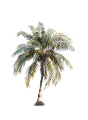 Obraz premium Palm Tree on transparent Background. Generative AI