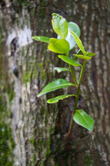 Close up of takamaka tree of young leaves, Mahe Seychelles