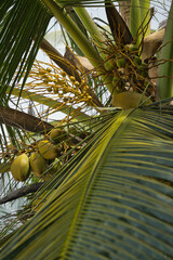 Closeup of coconut tree, with nuts, Mahe Seychelles