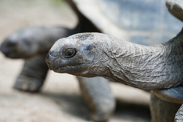 Closeup of the aldabra land giant tortoise head and neck inside the botanical garden, Mahe Seychelles