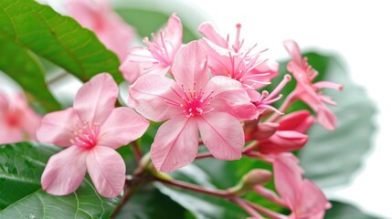 Bush Flowers. Beautiful Pink Flowers in Tropical Garden with Green Background