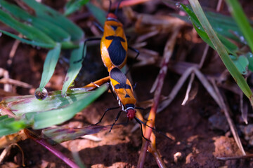 Red Cotton Bug or Oncopeltus bug is mating. Close up photo of red cotton bugs mating on wild grass...