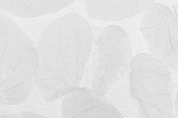 Abstract white paper with leaves texture background, white paper and greay pattern background