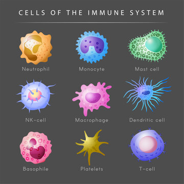 Immune system. Microbiology set monocyte lymphocyte t and b cells recent vector cartoon pictures