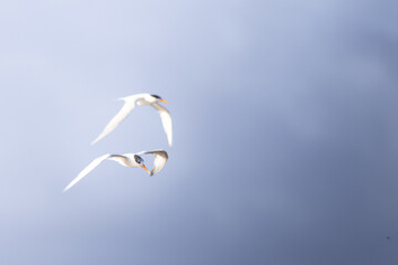Fototapeta na wymiar lesser crested tern in flight