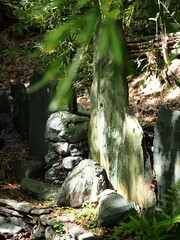 石で作成された猪垣（イノシシ防止の策）