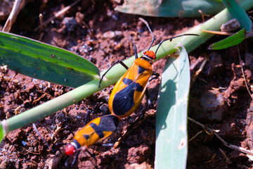 Red Cotton Bug or Oncopeltus bug is mating. Close up photo of red cotton bugs mating on wild grass...