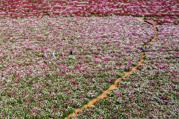 aero drone view. Spring scenery of riverside fields filled with various peony flowers. Peony flower scenery of Hotdle Ecological Park in Hapcheon-gun, South Gyeongsang Province, South Korea.