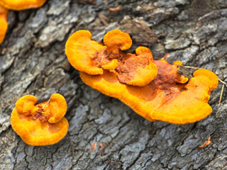 A close-up of large patches of yellow fungi growing on a tree trunk.