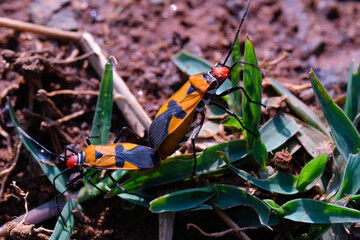 A pair of Red Cotton Bugs or Oncopeltus bugs are mating. Close up photo of red cotton bugs mating on wild grass and soil. Graphic Resources. Animal Themes. Animal Closeup. Macrophotography