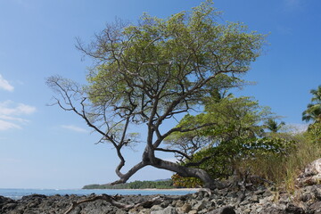 Tropischer Baum mit knorrigen Ästen am Strand an der Küste von Montezuma auf der Halbinsel Nicoya bei Puntaremas in Costa Rica 