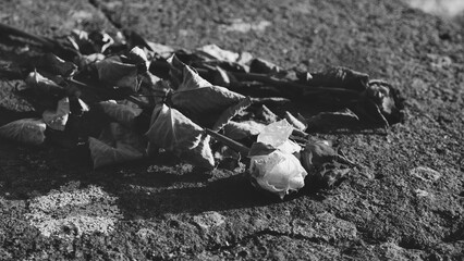 Dry rose flowers on the desk table flat lay background with copy space.
