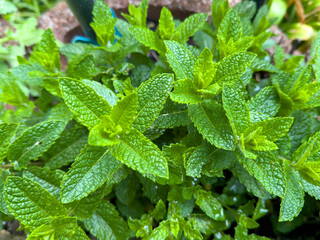 close up of fresh mint in the spring