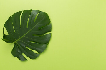 Monstera leaf on color background, top view
