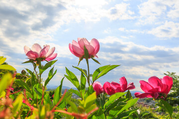 Spring scenery of riverside fields full of various peony flowers of red, pink, orange, and white....