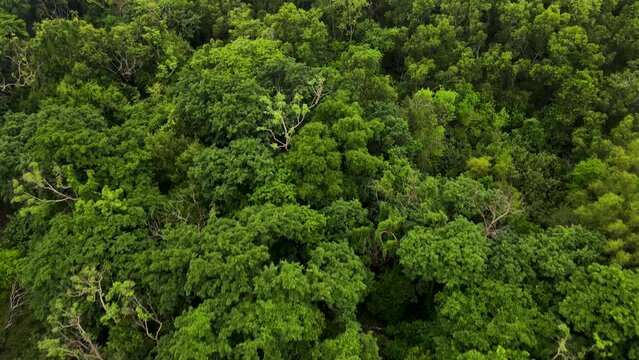 Low aerial flyover green treetops in dense natural rainforest, climate concept