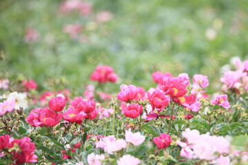 Spring scenery of riverside fields full of various peony flowers of red, pink, orange, and white. Peony flower scenery of Hambak Park, Sancheong, South Korea.