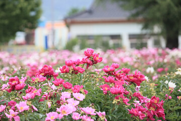 Spring scenery of riverside fields full of various peony flowers of red, pink, orange, and white....