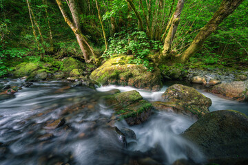 A stream flows happily between limestone rocks and deciduous forests