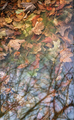 Background of Submerged maple leaves and tree reflections