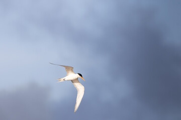 tern in flight