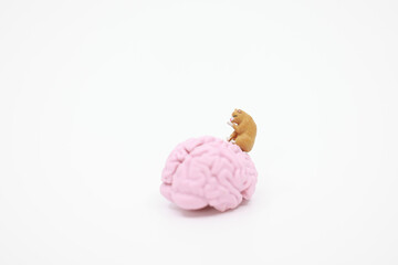 human brain occupied by cat	