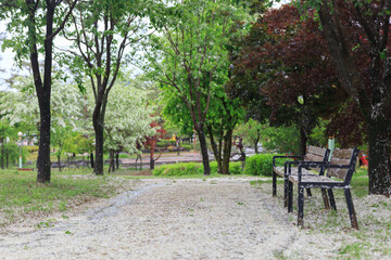 the scenery of the park's walking paths in the spring with trees and flowers wet in the rain