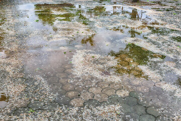 the scenery of the park's walking paths in the spring with trees and flowers wet in the rain