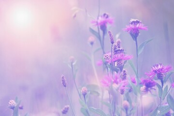 Abstract  summer lilac floral background, wild  cornflowers and sunlight.