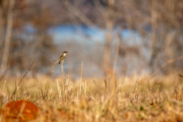 bird on stalk of grass