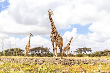 giraffes in the wild