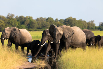 A Herd of african elephants walks in the savanna looking for food surrounded by green vegetation...