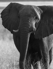 A single elephant walks in the savanna. Black and white photography. Chobe National Park, Botswana,...
