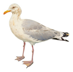 PNG Seagull standing on the rock near the beach outdoors painting drawing.