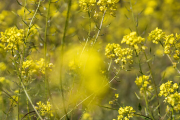 Close-up of yellow rapeseed flowers in the field