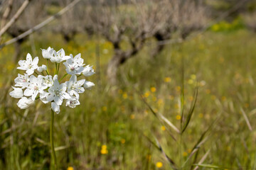 Fototapeta premium Early spring wildflowers among green grass 