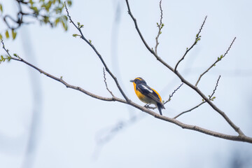 新緑の林で美しくさえずる可愛いキビタキ（ヒタキ科）。

日本国神奈川県相模原市、早戸川林道にて。
2024年4月撮影。

A lovely Narcissus Flycatcher, (Ficedula narcissina, family Cyanopterygidae) singing beautifully in in the fresh greenery woods.

At Hayato