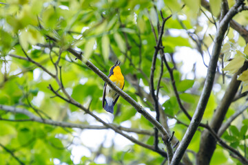 新緑の林で美しくさえずる可愛いキビタキ（ヒタキ科）。

日本国神奈川県相模原市、早戸川林道にて。
2024年4月撮影。

A lovely Narcissus Flycatcher, (Ficedula narcissina, family Cyanopterygidae) singing beautifully in in the fresh greenery woods.

At Hayato
