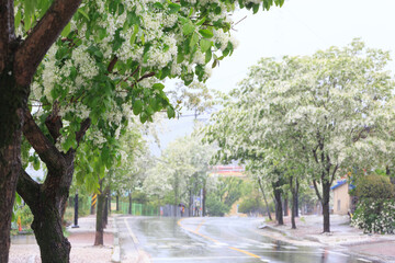 white Fringe flower under blue sky and the sunlight. Korean white Fringe trees along the street. snow flower,