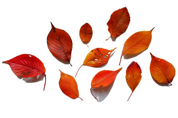 Colorful autumn leaves png. Set of autumn fallen leaves. 