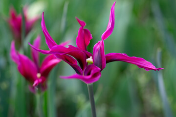 April 15th 2024: macro closeup photo shoot of tulip in full bloom during spring season