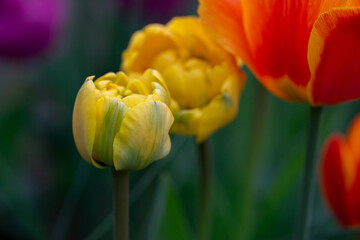 Fototapeta premium April 15th 2024: macro closeup photo shoot of tulip in full bloom during spring season