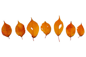 Colorful autumn leaves png. Set of autumn fallen leaves. 